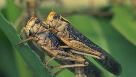 Epic-macro-footage-showing-mating-pair-of-grasshoppers-hanging-on-green-plant-in-nature