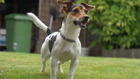 Close-up-shot-of-playful-jack-russel-terrier-in-garden-wags-with-tail,slow-motion-shot