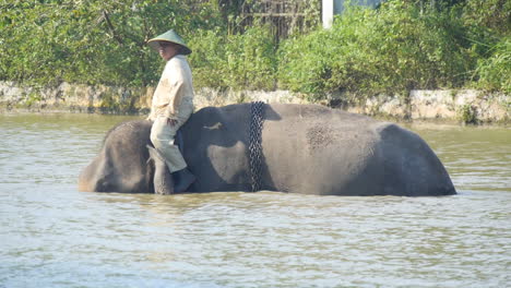 Sumatra-Elefant-Beim-Baden,-Trainer-Mit-Asiatischem-Konischem-Hut,-Zeitlupe-4