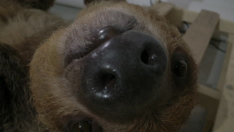 Extreme-close-up-of-sloth-face