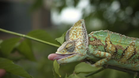 Chameleon-eating-in-slow-motion---tongue-extending-to-grab-insect-in-a-tree