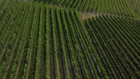 Vineyards-organic-agriculture-cultivation-aerial-view