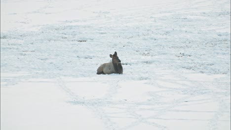 A-single-female-elk-resting-in-the-winter