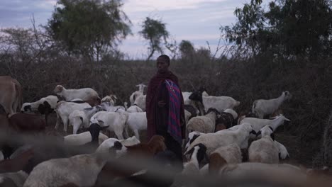 Cinematic-shot-of-Maasai-with-his-cattle-in-a-traditional-village-in-Africa