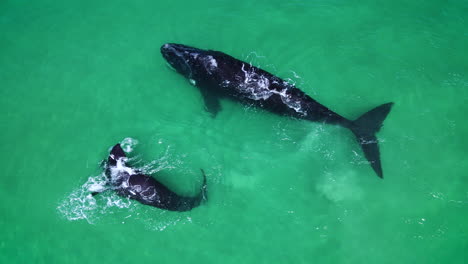 Playful-whale-calf-in-shallows-of-beach-with-mom,-both-blows,-overhead-drone
