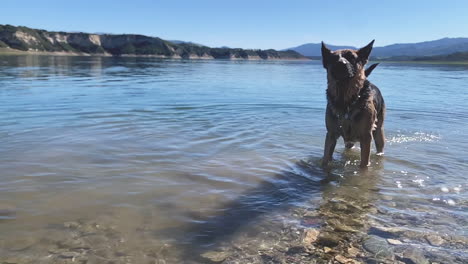 Playful-German-Shepherd-dog-shaking-its-head-in-slow-mo,-standing-in-water-at-Lake-Cachuma-USA