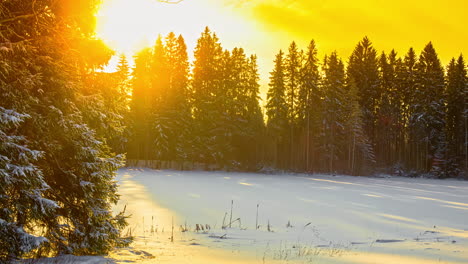 Cinematic-time-lapse-of-golden-sunrise-with-lens-flare-in-snowy-forest-landscape-and-snow-covered-branches-of-fir-trees