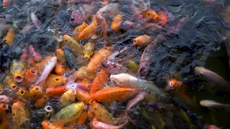 Gasp-of-colorful-koi-carp-fishes-fighting-for-food-while-being-fed
