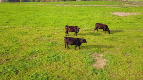 Aerial-view-of-black-angus-beef-cattle-grazing-in-a-farm-field