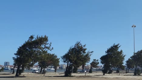 Baumreihe,-Die-An-Einem-Wintertag-In-Portugal-Von-Starkem-Wind-Verweht-Wird