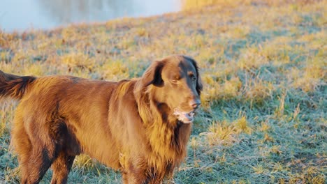 Porträt-Eines-Golden-Retriever-Hundes,-Der-Am-Strand-An-Einem-See-Steht,-Zeitlupe