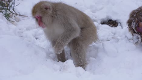 Aggressive-male-Japanese-Macaque-searching-for-food-in-Snow,-Nagano