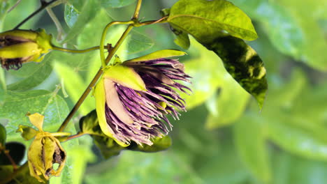Vivid-color-and-detail-of-Passion-Flower-blooming