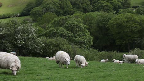 Sheep-with-lambs-in-Wales.-UK