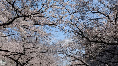 Best-Cherry-Blossom-in-Tokyo