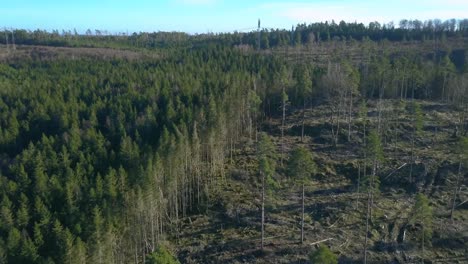 clea-edge-between-healthy-forest-and-clearcutting