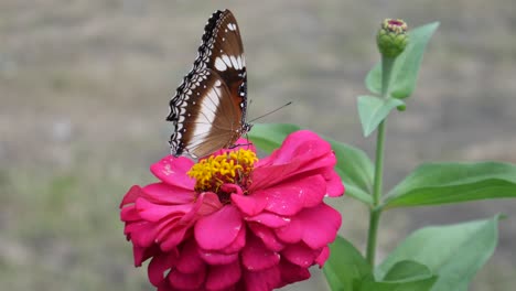 Schmetterlinge-Sitzen-Und-Fliegen-Nach-Dem-Füttern-Von-Der-Schönen-Rosa-Blume