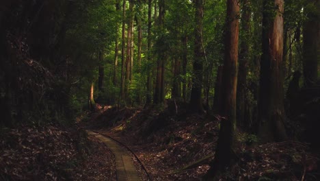 Yakusugi-Land,-POV-Shot-Walking-through-Dark-Wooded-Forest-of-Yakushima,-Japan