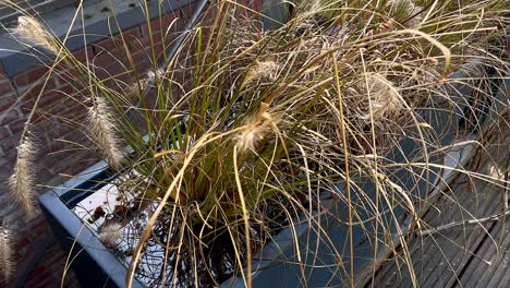 Flowering-Fountain-Grass-In-A-Flooded-Plant-Pot