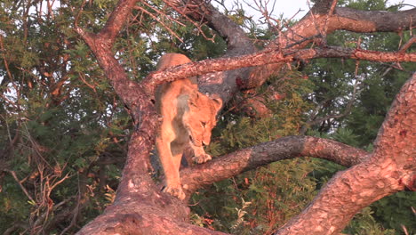 Close-view-of-lioness-descending-from-fallen-tree-at-golden-hour