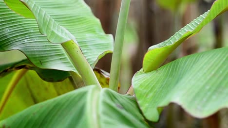 Handheld-Nahaufnahme-Einer-Jungen-Bananenpflanze-In-Einer-Nachhaltigen-Plantage