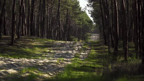 4K-dirty-road-dividing-a-pine-tree-forest-landscape