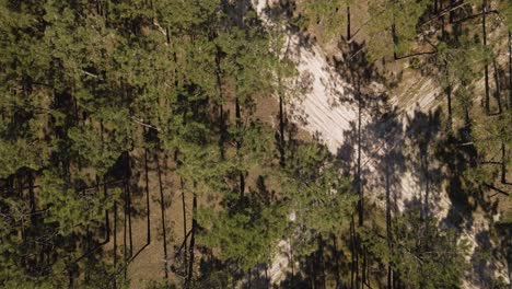 4K-flying-above-the-canopy-of-the-pine-trees,-drone-moving-to-the-right-revealing-an-intersection-of-a-dirty-road-in-the-middle-of-the-pine-forest,-60fps