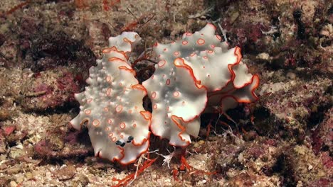 Zwei-Weiße-Und-Orangefarbene-Nacktschnecken-Auf-Einem-Korallenriff-Im-Roten-Meer
