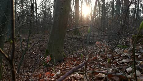 A-leafy-forest-ground-at-sunset-in-Germany