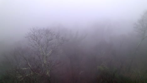 Bosque-Embrujado-En-La-Copa-Del-árbol-Con-Niebla-Y-Condiciones-De-Niebla-Aérea