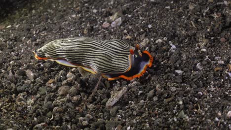 Semper's-Armina-nudibranch-crawling-over-sand-rubble-at-night
