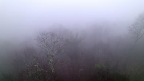 aerial-over-foggy-treetops-during-heavy-fog-in-mountain-forest,-spooky-haunted-looking-approach