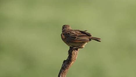Close-up-of-a-Rufous-naped-lark-perched-on-a-tree-branch