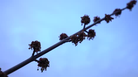 Dried-tree-with-dead-flowers-buds-in-late-winter-early-spring-against-blue-sky---tree-leaves-dry
