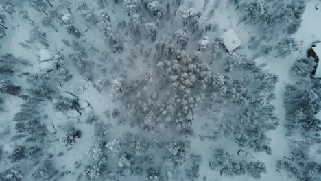 Schneebedeckte-Baumkronen-Und-Hüttendach-Im-Inari-Wald-Im-Nationalpark-Im-Nördlichen-Finnischen-Lappland,-Finnland