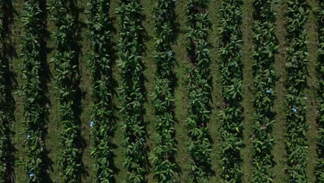 Luftaufnahmen-Einer-Kommerziellen-Bananenplantage-In-Costa-Rica