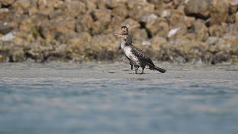 Great-cormorant-wandering-for-food-in-marsh-land-at-low-tide---Bahrain