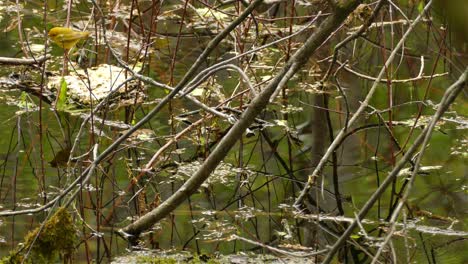 Beautiful-female-Yellow-Warbler-hopping-around-tree-branches-next-to-lake-water