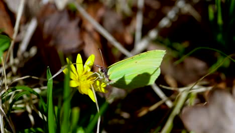 Butterfly-with-green-colored-wings-sitting-on-flower-and-gathering-pollen-in-sunny-forest