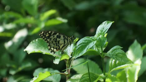 insect-hd-video,-butterfly-pattern,-butterfly-perched-on-a-leaves-in-the-bushes