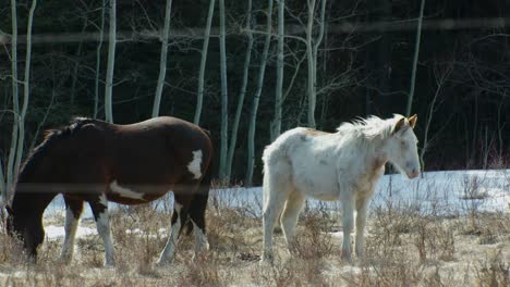 Horses-standing-in-the-wind-by-forest-and-grazing