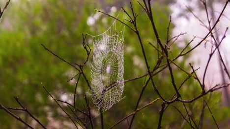 Spinnennetz-Auf-Baumbrunchs-Mit-Grünem-Hintergrund