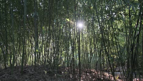 Ruhige-Bambuswaldszene-Mit-Der-Sonne,-Die-In-Die-Linse-Scheint