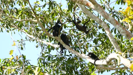 Four-monkeys-climbing-through-the-jungle-trees-in-Costa-Rica