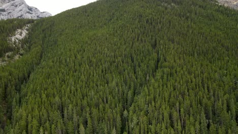 4K-Vogelansichten-Von-Baumwipfeln-Der-Kananaskis-Landwälder-In-Den-Kanadischen-Rocky-Mountains-Von-Oben