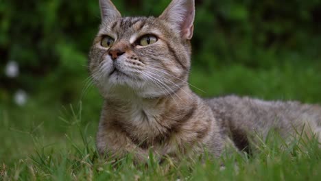 Entzückende-Katze,-Die-Auf-Dem-Gras-Im-Garten-Liegt