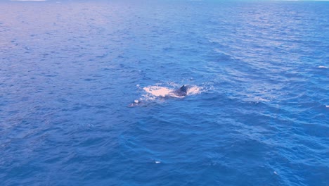Madre-Ballena-Jorobada-Y-Cría-Nadando-En-La-Superficie-Durante-El-Amanecer-En-Hawaii