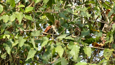 Hermoso-Pájaro-Marrón-Posado-En-La-Rama-De-Un-árbol,-Canadá