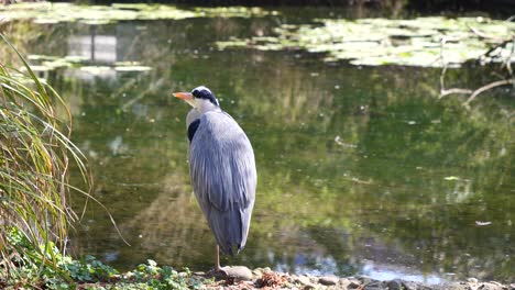 Wild-Grey-Heron-Bird-resting-on-lake-shore-and-watching-around-during-sunny-day,close-up