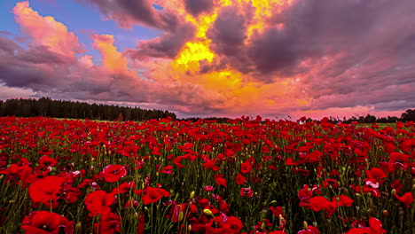 Wunderschöne-Naturszene,-Die-Ein-Rot-Blühendes-Mohnblumenfeld-Zeigt,-Während-Goldene-Wolken-Bei-Sonnenuntergang-Langsam-Am-Himmel-Fliegen---Zeitrafferaufnahme
